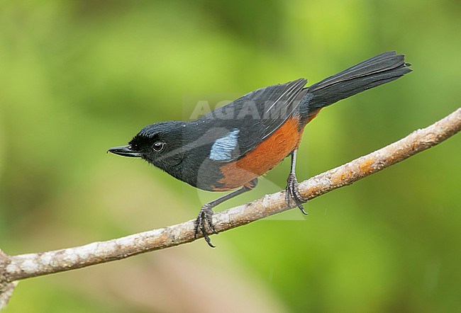 Chestnut-bellied Flowerpiercer (Diglossa gloriosissima) perched on a branch in Risaralda, Colombia, South-America. stock-image by Agami/Steve Sánchez,