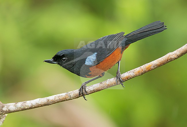 Chestnut-bellied Flowerpiercer (Diglossa gloriosissima) perched on a branch in Risaralda, Colombia, South-America. stock-image by Agami/Steve Sánchez,