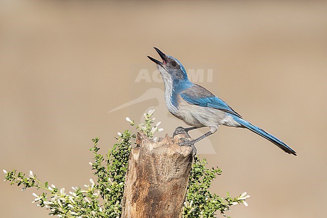 Adult
Santa Barbara Co., CA
November 2022 stock-image by Agami/Brian E Small,