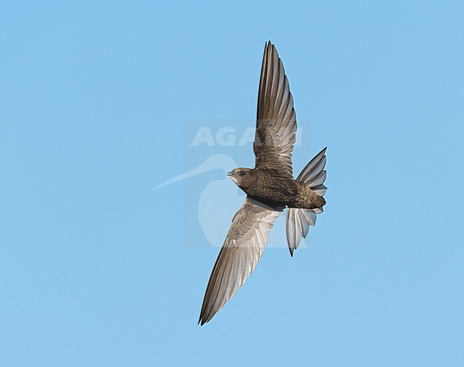 Banking and breaking Common Swift (Apus apus) flying against a blue sky showing underside and wings fully spread foraging and hunting on arial insects stock-image by Agami/Ran Schols,