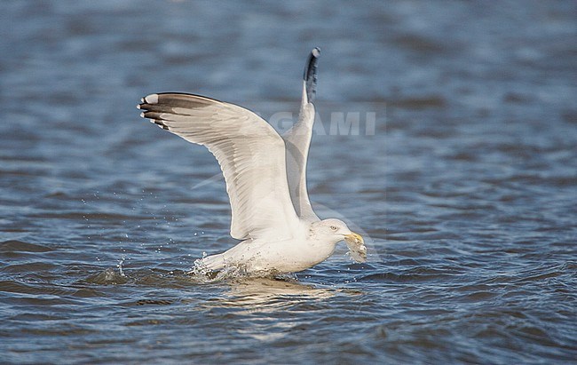 Zilvermeeuw vangt prooi; Herring Gull catching prey stock-image by Agami/Menno van Duijn,