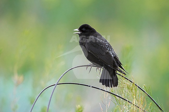 Male Black Lark singing perched in steppe of Kazakhstan. May 2017. stock-image by Agami/Vincent Legrand,