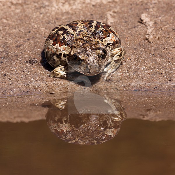 Knoflookpad, Common Spadefoot stock-image by Agami/Theo Douma,