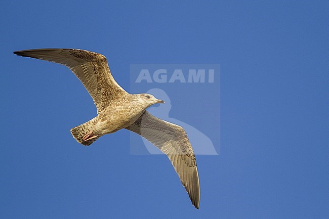 Herring Gull - Silbermöwe - Larus argentatus, Germany, 1st Winter stock-image by Agami/Ralph Martin,