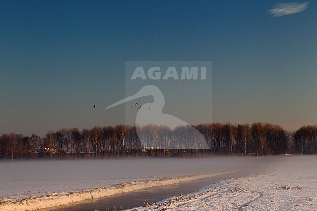 Weiland met sneeuw en zonsopkomst, Meadow with snow in sunrise stock-image by Agami/Roy de Haas,