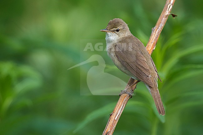 Blyth's Reed Warbler, Struikreedzanger stock-image by Agami/Daniele Occhiato,