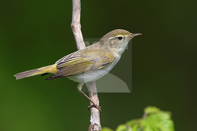Westelijke Bergfluiter zittend op takje, Western Bonelli's Warbler perched on a branch stock-image by Agami/Daniele Occhiato,