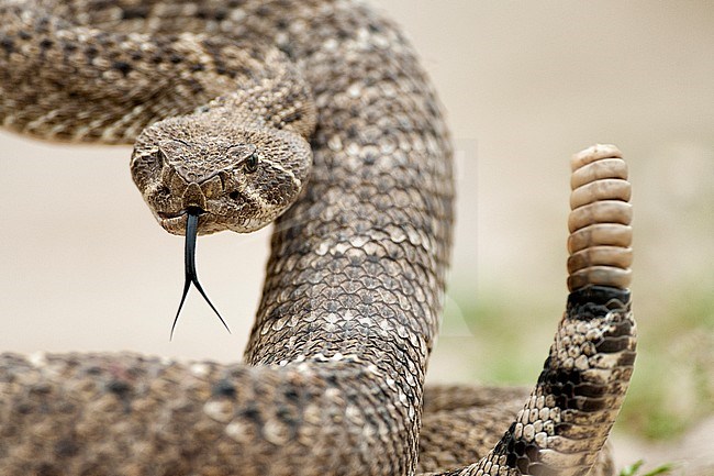 Texaanse ratelslang, Western diamondback rattlesnake stock-image by Agami/Bence Mate,