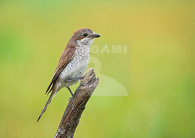 Female Red-backed Shrike (Lanius collurio) stock-image by Agami/Alain Ghignone,