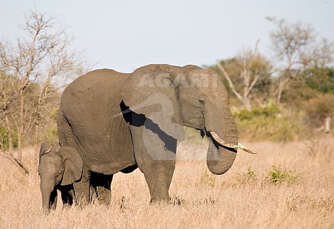 Afrikaanse Olifant in het Kruger Park; African Elephant at Kruger Park stock-image by Agami/Marc Guyt,