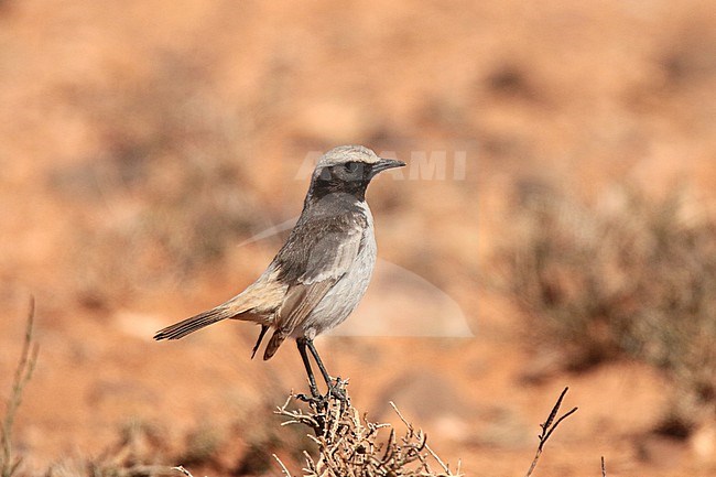 Red-rumped Wheatear (Oenanthe moestai) standing on a bush, in Morocco. stock-image by Agami/Sylvain Reyt,