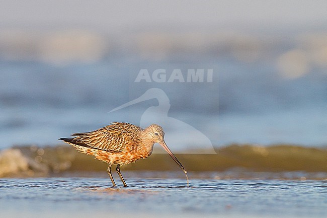 Rosse Grutto, Bar-tailed Godwit, Limosa lapponica on spring migration with stopover at north sea beach stock-image by Agami/Menno van Duijn,