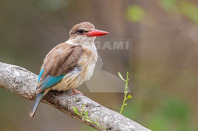 Brown-hooded Kingfisher (Halcyon albiventris), adult female perched on a branch, Mpumalanga, South Africa stock-image by Agami/Saverio Gatto,