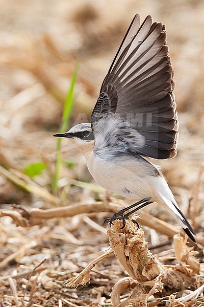 Male Northern Wheatear (Oenanthe oenanthe) showing underwing. stock-image by Agami/Marc Guyt,