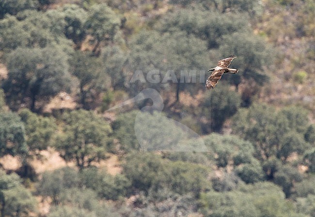 Adult Bonelli's Eagle (Aquila fasciata) in flight, seen from above, above Spanish landscape in Extemadura. stock-image by Agami/Marc Guyt,