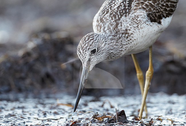 Juveniele Groenpootruiter; Juvenile Greenshank stock-image by Agami/Markus Varesvuo,