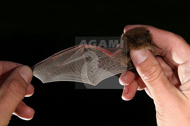 Vleugel van de Ruige Dwergvleermuis, Wing of  Nathusius' pipistrelle stock-image by Agami/Theo Douma,