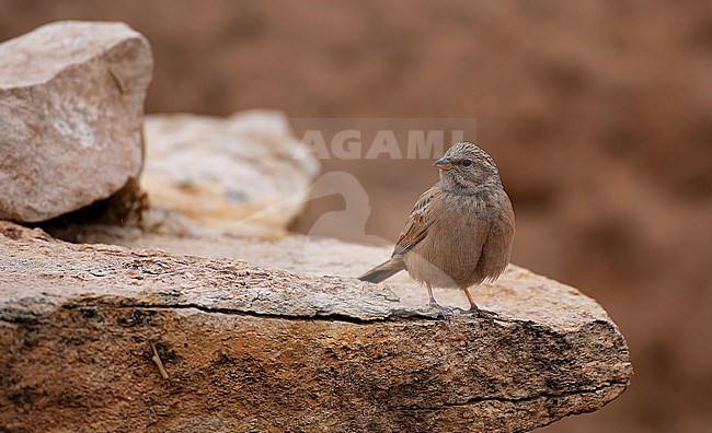 Immature male House Bunting (Emberiza sahari) in Morocco. stock-image by Agami/Tom Lindroos,