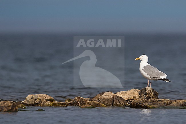 Mongolian Gull, Larus mongolicus, Russia (Baikal), adult stock-image by Agami/Ralph Martin,