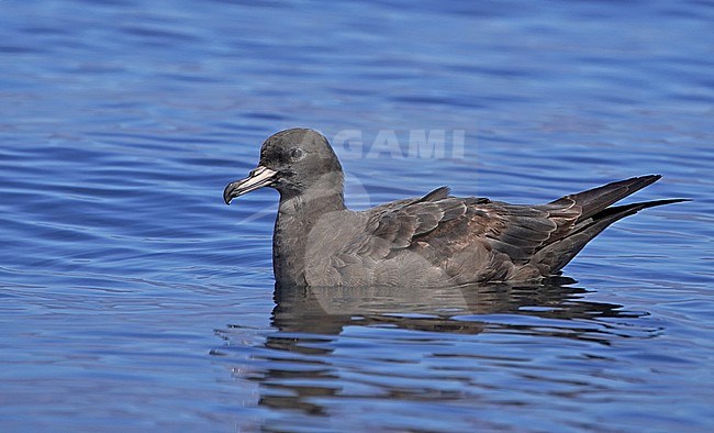 Flesh-footed shearwater, Ardenna carneipes, wintering  in Oman. Swimming on the water surface. stock-image by Agami/Nils van Duivendijk,