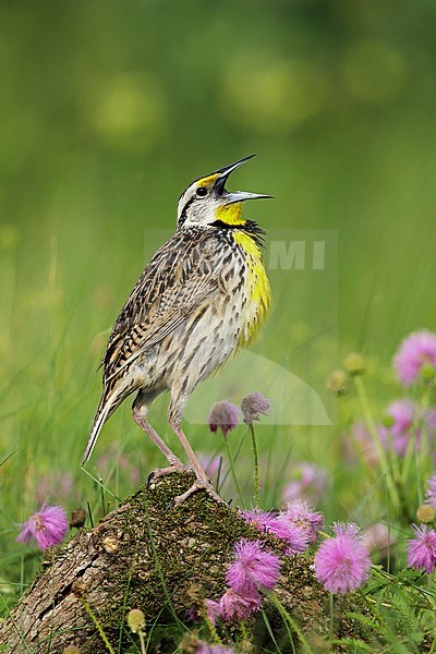 Adult Eastern Meadowlark (Sturnella magna) in breeding plumage in Galveston Co., Texas, USA during spring. stock-image by Agami/Brian E Small,
