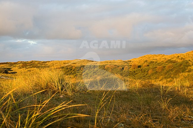 Duinen Vlieland, Nederland; Dunes Vlieland, Netherlands stock-image by Agami/Marc Guyt,