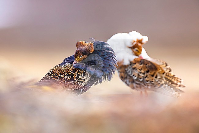 Adult male Ruff (Philomachus pugnax) in Norway. stock-image by Agami/Daniele Occhiato,