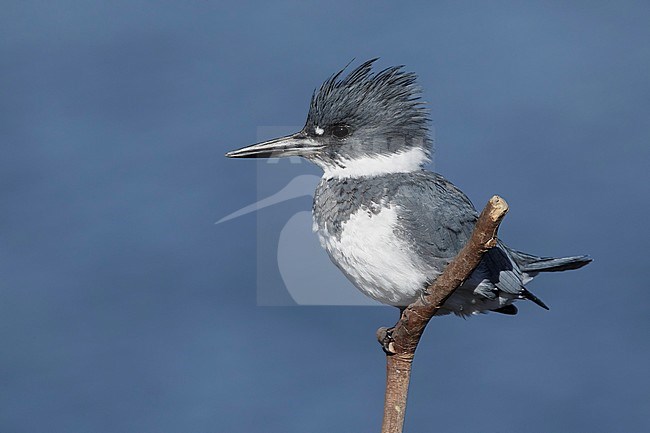 Adult male Belted Kingfisher (Megaceryle alcyon) perched on a stick in  San Diego Co., California, USA during January 2016. stock-image by Agami/Brian E Small,