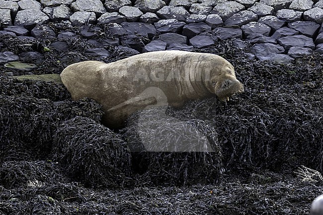 Young female WAtlantic Walrus (Odobenus rosmarus rosmarus) lingered in Harlingen, Friesland, the Natherlands. stock-image by Agami/Vincent Legrand,