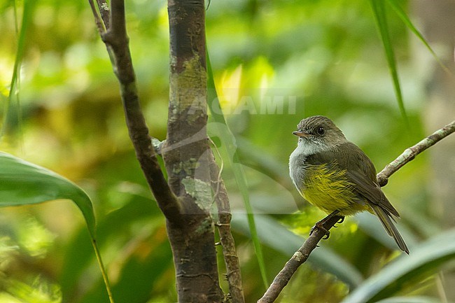 Yellow-bellied Flyrobin (Cryptomicroeca flaviventris) perched in a tree in a forest in New Caledonia. stock-image by Agami/Marc Guyt,