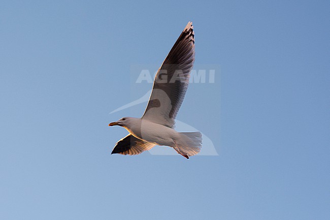 A seagull in flight. Svolvaer, Lofoten Islands, Nordland, Norway. stock-image by Agami/Sergio Pitamitz,