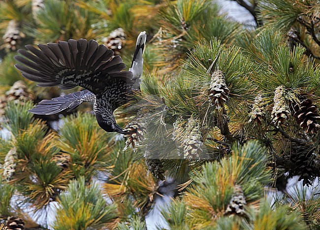 Spotted Nutcracker (Nucifraga caryocatactes) Joensuu Finland September 2013 stock-image by Agami/Markus Varesvuo,