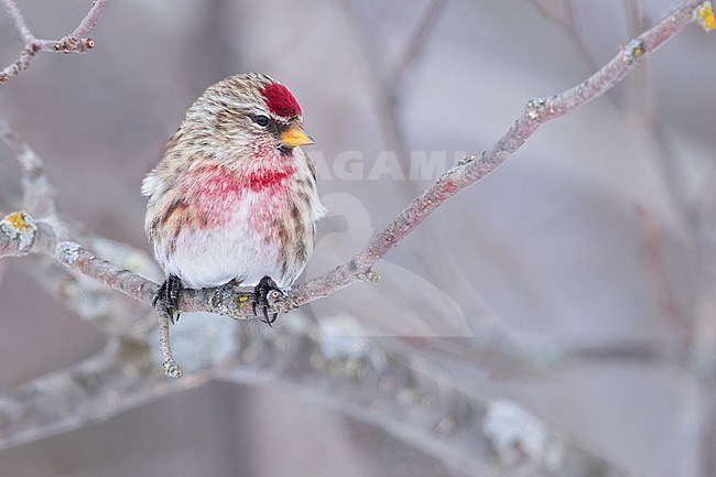 Perched on a branch in Minnesota stock-image by Agami/Dubi Shapiro,