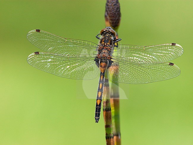 Mannetje Noordse witsnuitlibel, Male Leucorrhinia rubicunda stock-image by Agami/Wil Leurs,