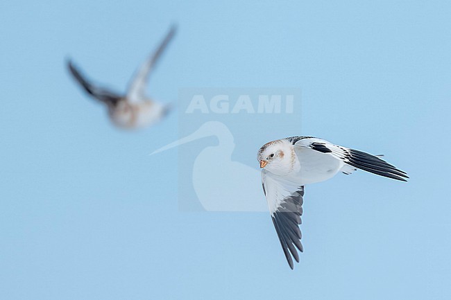 Snow Bunting (Plectrophenax nivalis) flying agains blue sky in its wintering habitat in Canada. stock-image by Agami/Marcel Burkhardt,