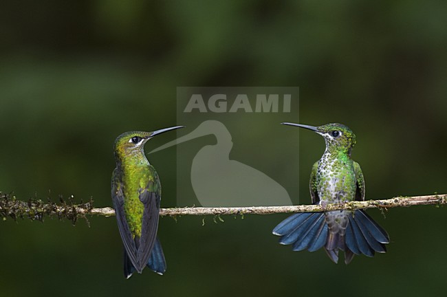 Groenkruinbrilliantkolibrie baltsend; Green-crowned Brilliant displaying stock-image by Agami/Bence Mate,
