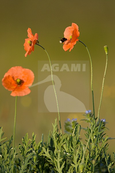 Bleke klaproos met hommel, Long-headed Poppy with bumblebee stock-image by Agami/Menno van Duijn,