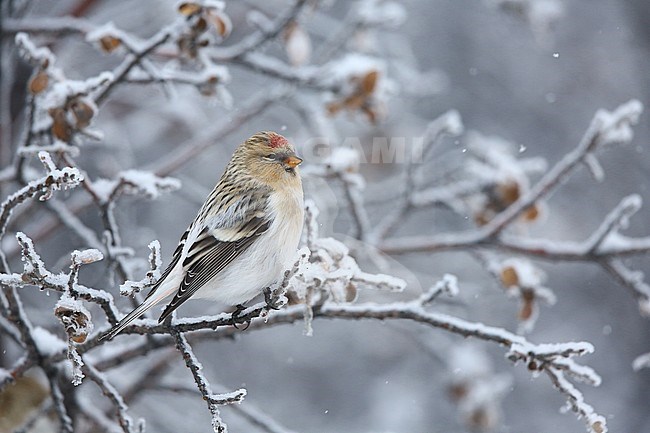 Groenlandse witstuitbarmsijs; Hornemann’s Arctic Redpol stock-image by Agami/Chris van Rijswijk,