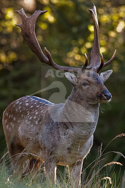 Damhert man, Fallow Deer male stock-image by Agami/Menno van Duijn,