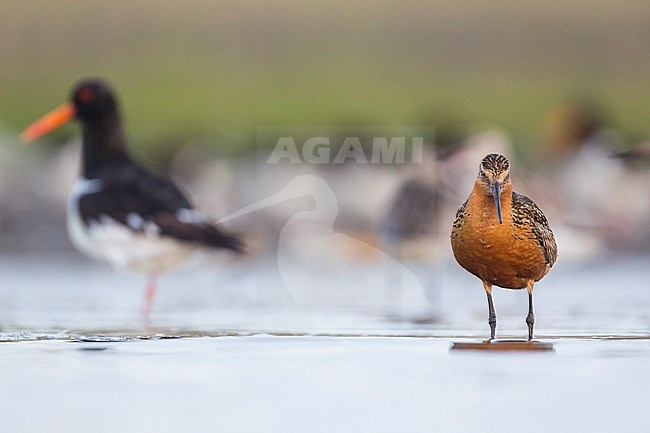 Bar-tailed Godwit (Limosa lapponica ssp. lapponica), Germany, adult perched during migration stock-image by Agami/Ralph Martin,