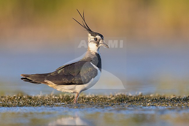 Northern Lapwing (Vanellus vanellus), side view of an adult female standing in the water, Campania, Italy stock-image by Agami/Saverio Gatto,