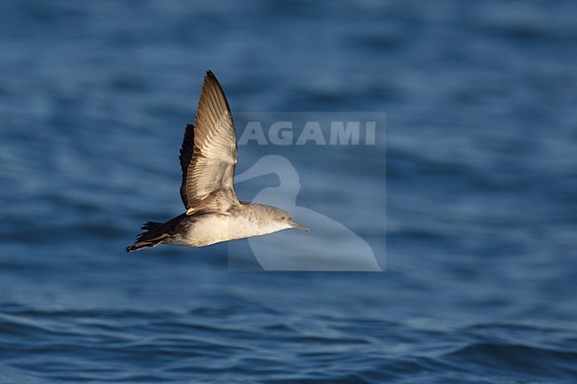 Yelkouanpijlstormvogel in de vlucht; Yelkouan Shearwater in flight stock-image by Agami/Daniele Occhiato,