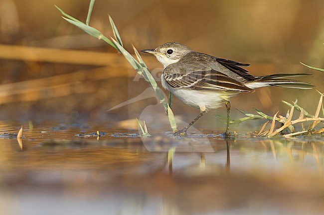 Black-headed Wagtail (Motacilla feldegg), Oman stock-image by Agami/Ralph Martin,