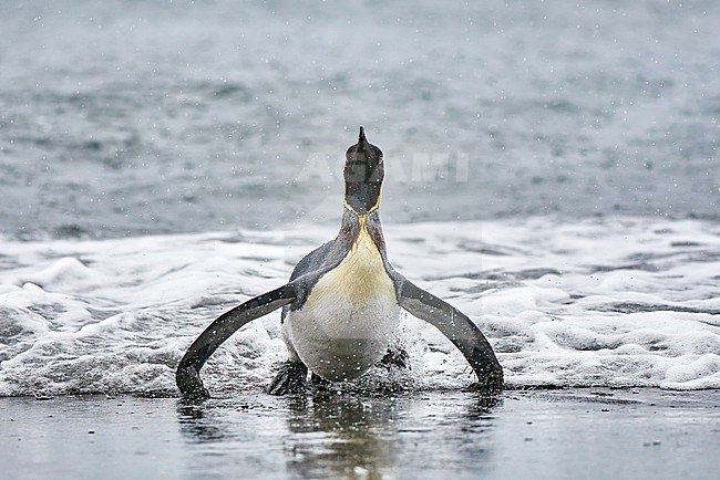 King Penguin (Aptenodytes patagonicus) coming on the shore in surf, South Georgia stock-image by Agami/Tomas Grim,