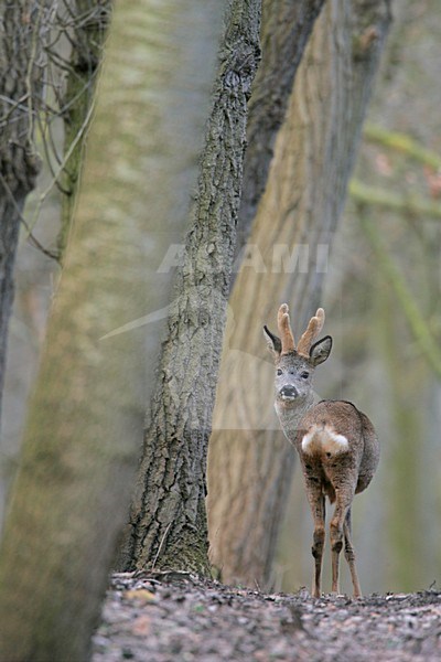 Reebok staand in bos; Roe Deer buck standing in forest stock-image by Agami/Menno van Duijn,