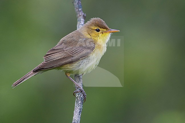 Melodious Warbler (Hippolais polyglotta) perched on a branch stock-image by Agami/Daniele Occhiato,