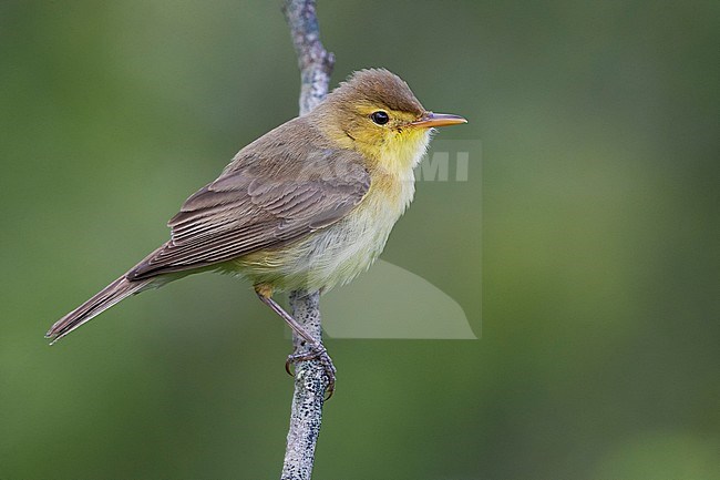 Melodious Warbler (Hippolais polyglotta) perched on a branch stock-image by Agami/Daniele Occhiato,