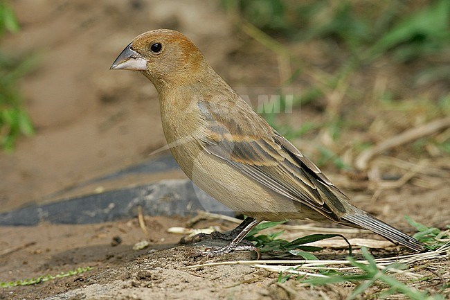 Adult female
Galveston Co., TX
April 2005 stock-image by Agami/Brian E Small,
