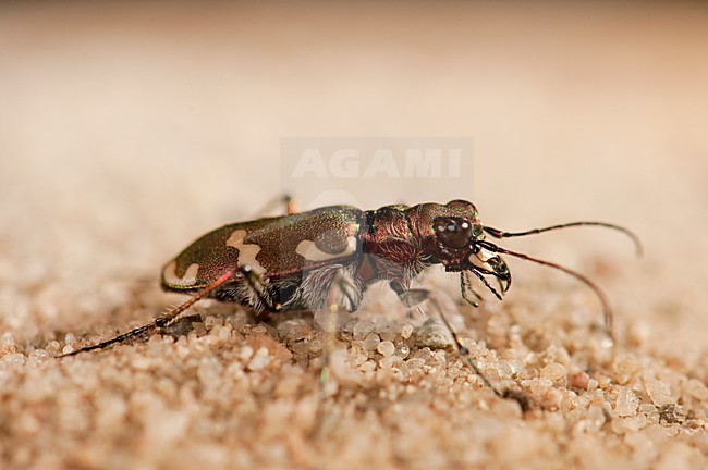 basterdzandloopkever; Northern Dune Tiger Beetle stock-image by Agami/Han Bouwmeester,