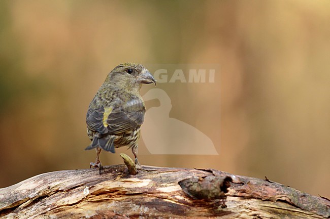 Kruisbek zittend op tak achterom kijkend; Red Crossbillsitting on pearch looking over the shoulder stock-image by Agami/Walter Soestbergen,